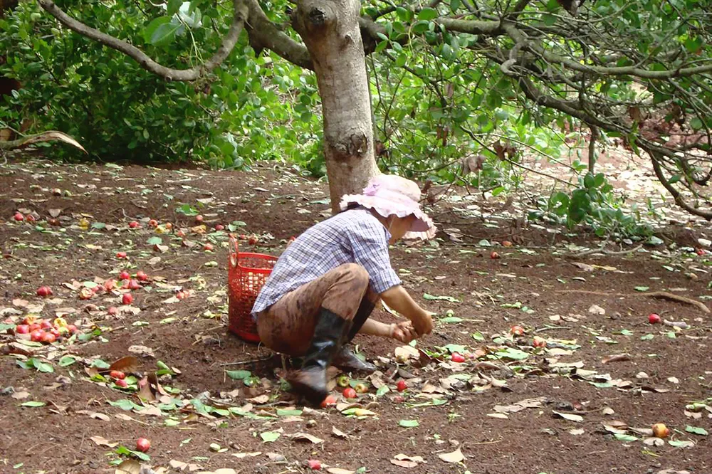 Kỳ vọng vụ điều bội thu ảnh 1