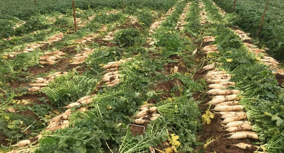 Ứng phó với việc nông sản rớt giá