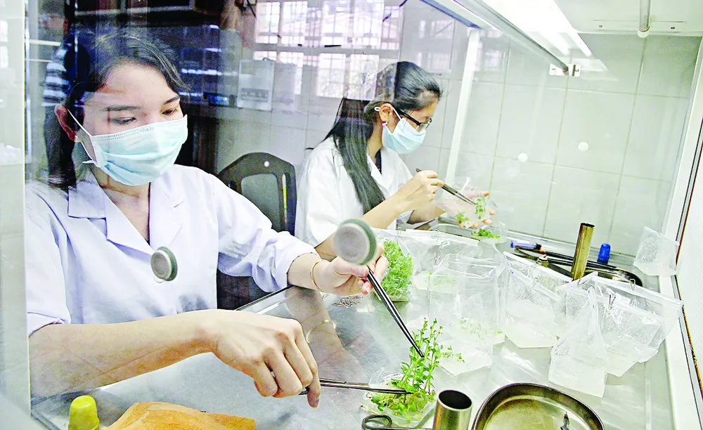 Đưa công nghệ mới vào trồng rau ảnh 1