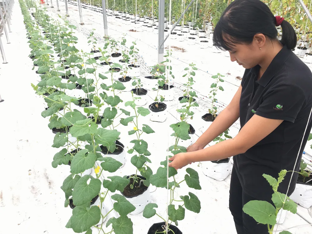 Trợ lực cho khởi nghiệp nông nghiệp ảnh 1