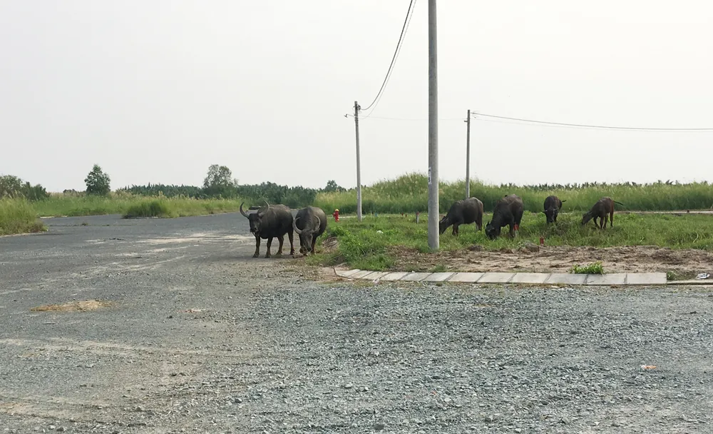 Đằng sau những vụ mở bán nhà đất “cháy hàng” ảnh 1