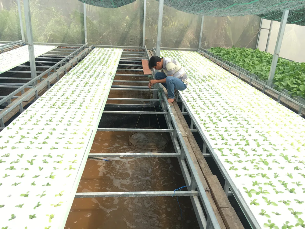 Trồng rau hữu cơ trên đất phèn ảnh 1