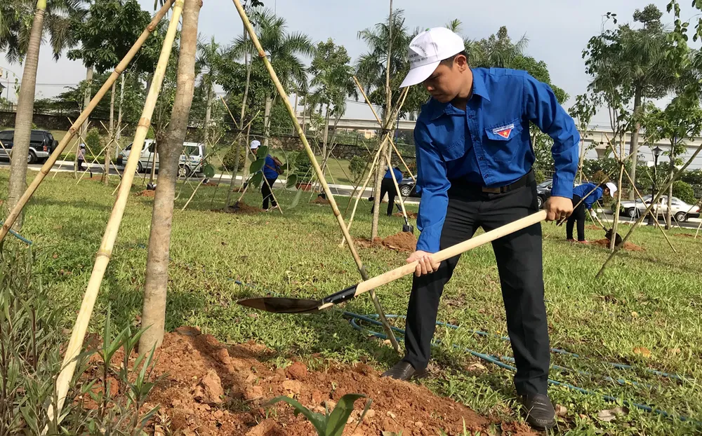 TPHCM trồng hàng trăm cây gõ đỏ, cẩm lai ảnh 2