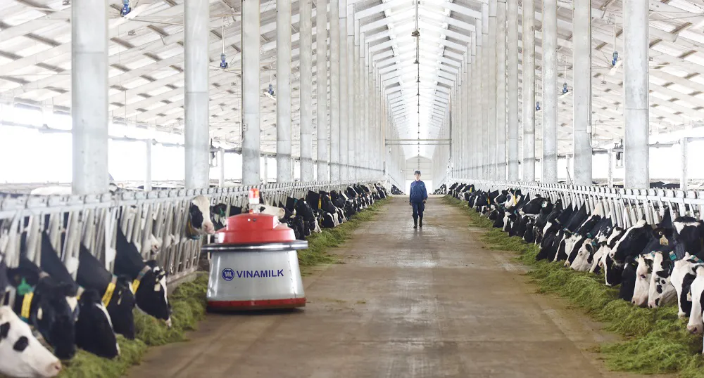 Vinamilk tiên phong nhập khẩu bò sữa chất lượng cao về Việt Nam ảnh 4