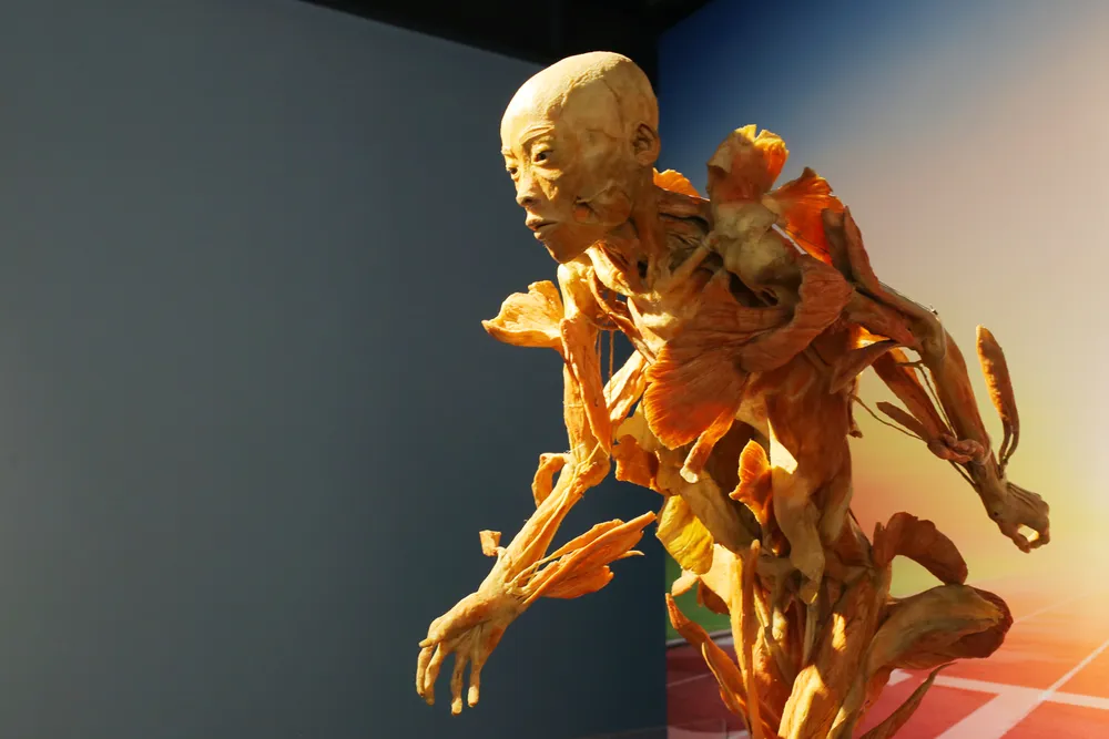 Tạm ngừng triển lãm “Sự bí ẩn đặc biệt của cơ thể người” ảnh 1