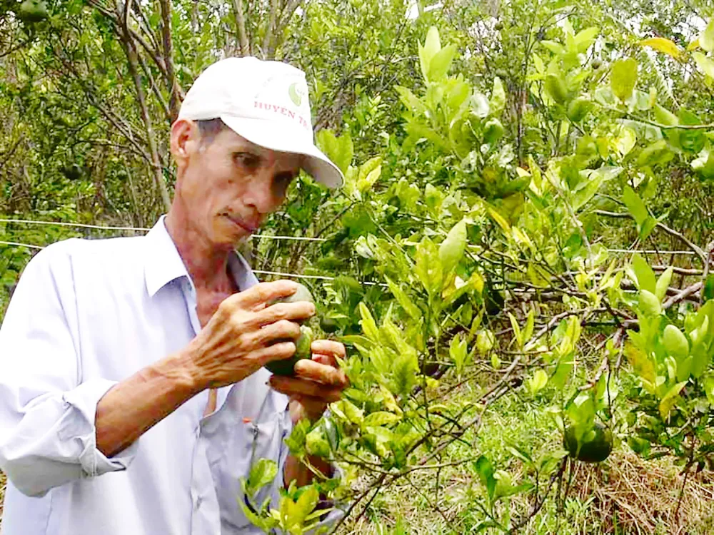 Bấp bênh vườn cây có múi ảnh 1