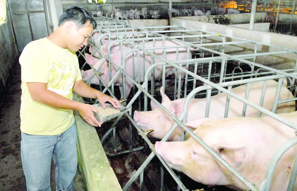 Tập trung xử lý chất thải trong chăn nuôi ảnh 1