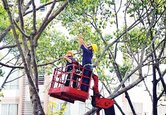 Thiếu phương tiện tỉa cành, cắt nhánh cây trong mùa mưa bão ảnh 1