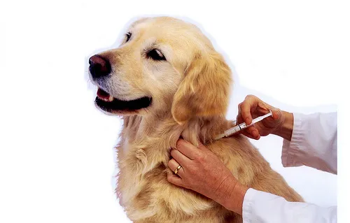 Tiêm phòng dại cho chó