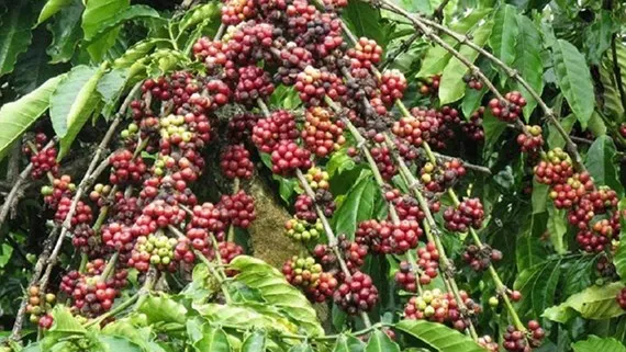 Nhân rộng mô hình PPP ra 10 mặt hàng nông sản chủ lực ảnh 1