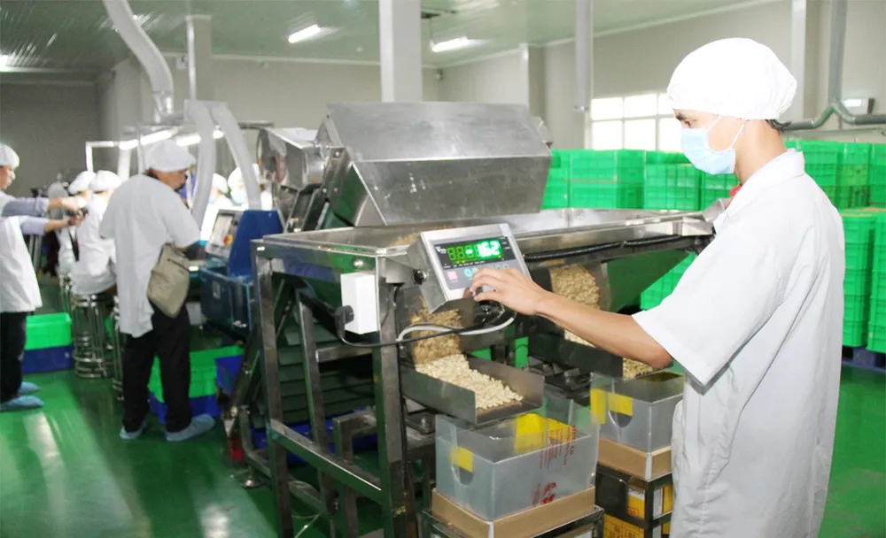 Ngành điều toàn cầu hướng đến sự ổn định ảnh 1