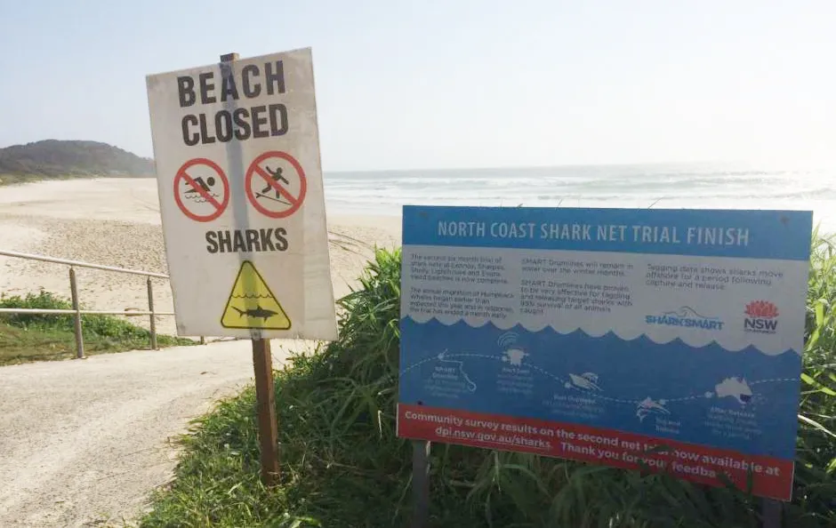 Thoát khỏi hàm cá mập nhờ ván lướt sóng ảnh 2