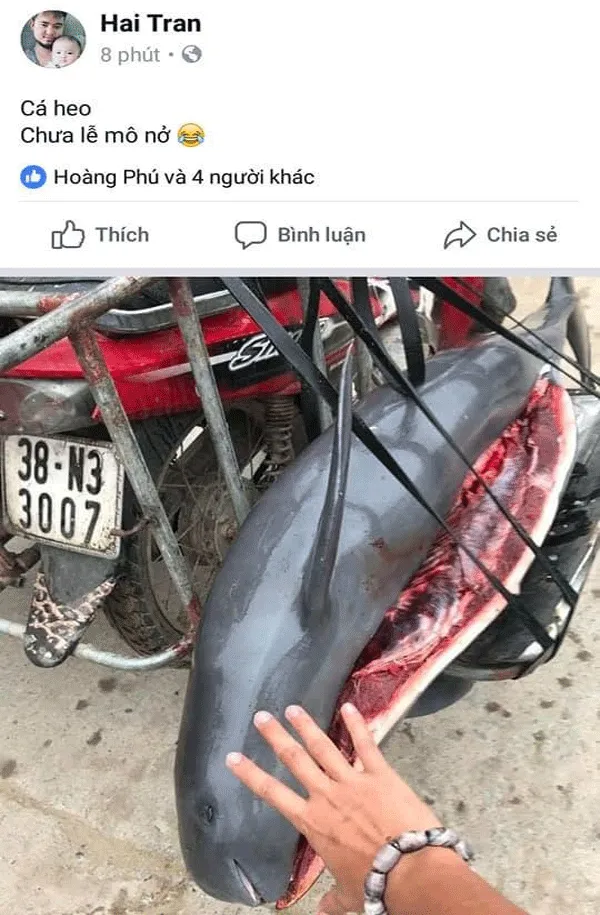 Clip giết cá heo gây bức xúc dư luận ảnh 1