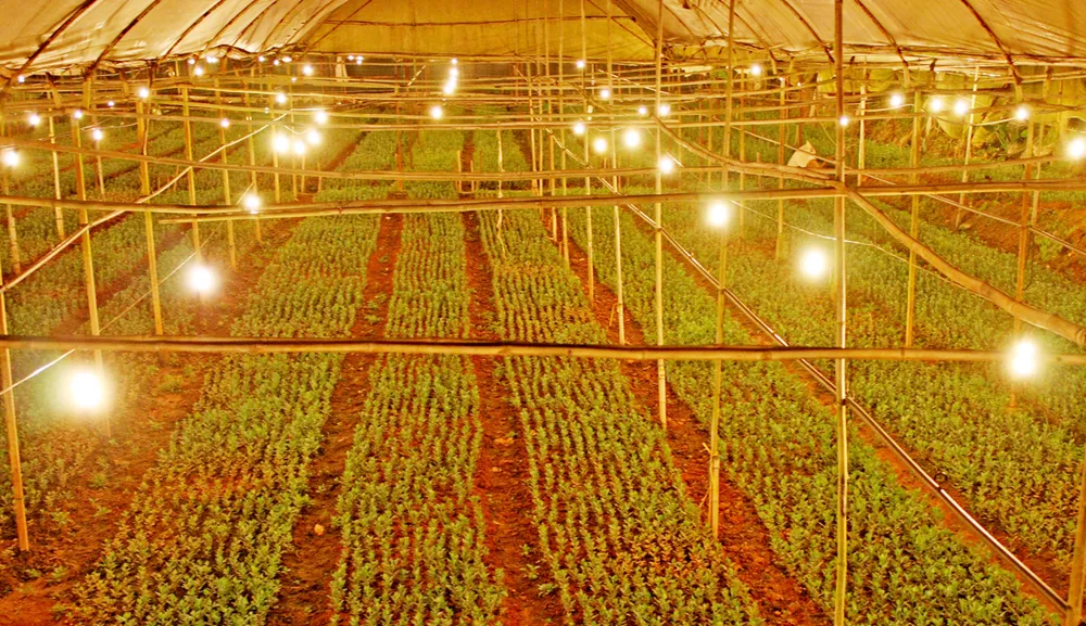 Chiếu sáng hoa cúc bằng đèn led tiết kiệm 70% điện năng tiêu thụ ảnh 1