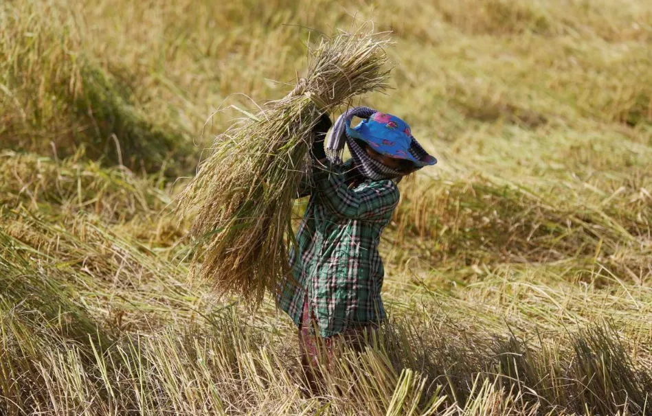 EU áp thuế trở lại đối với gạo nhập khẩu từ Campuchia và Myanmar  ảnh 1
