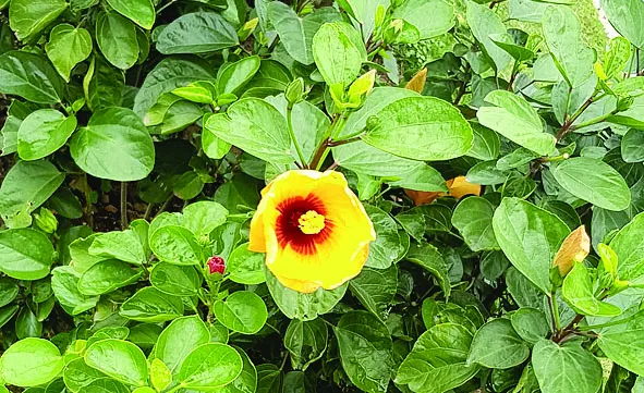 Câu đợi, câu chờ