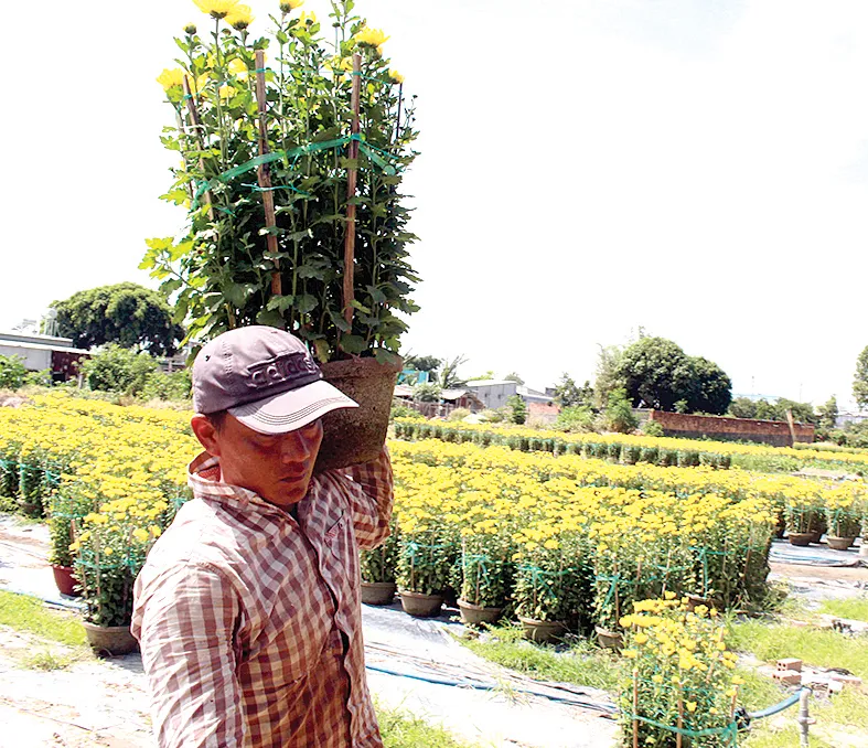 Rộn ràng sắc xuân ảnh 5