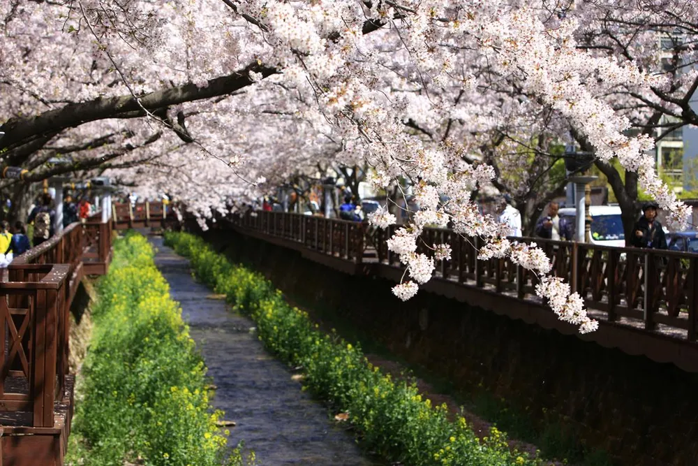 ​Mùa lễ hội hoa xuân tại Hàn Quốc  ảnh 3