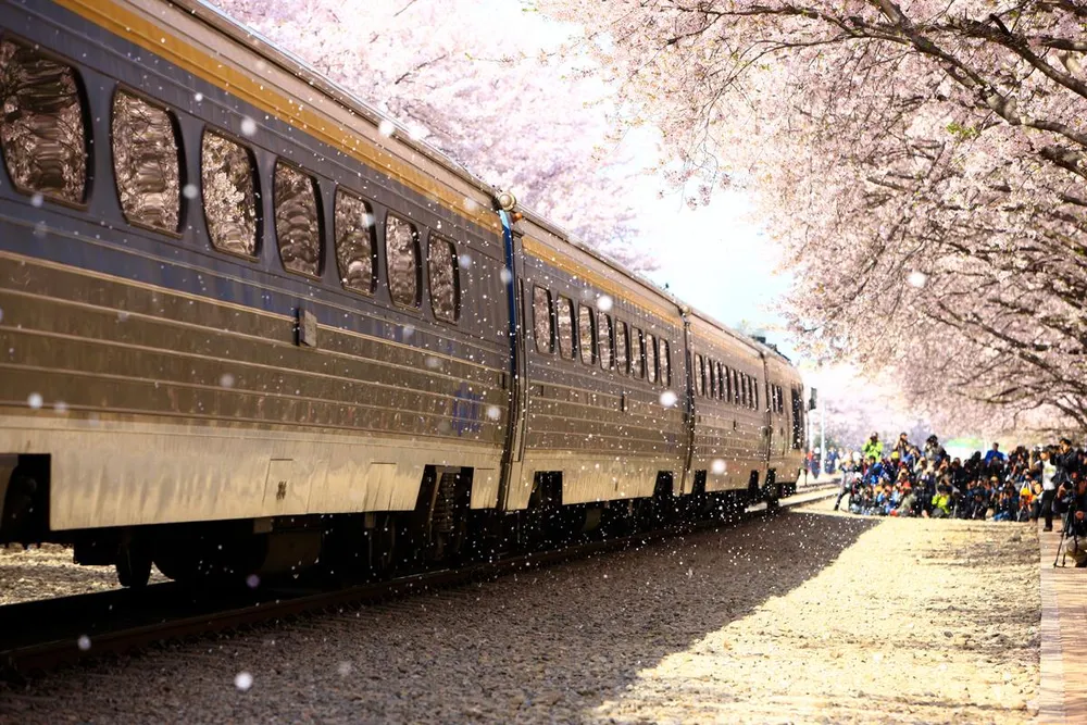 ​Mùa lễ hội hoa xuân tại Hàn Quốc  ảnh 4