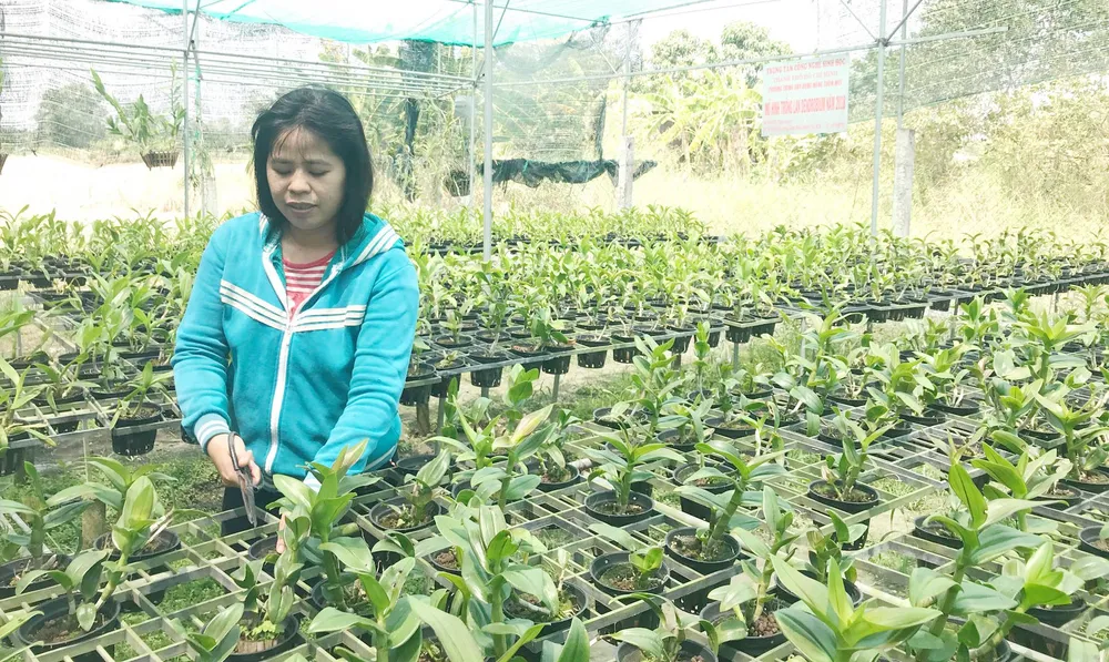 Quy hoạch “treo” làm khó sản xuất nông nghiệp ảnh 1