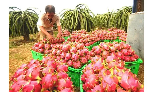 New Zealand hỗ trợ xây dựng chuỗi giá trị trái thanh long xuất khẩu