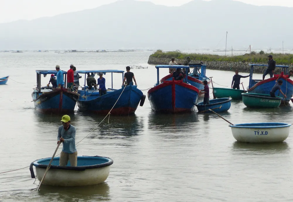 Người nuôi hải sản ở Phú Yên xuất bán tôm hùm trước khi bão số 5 đổ bộ ảnh 4