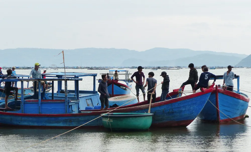 Người nuôi hải sản ở Phú Yên xuất bán tôm hùm trước khi bão số 5 đổ bộ ảnh 6