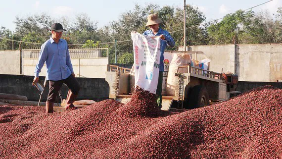 Giá cà phê xuất khẩu thấp nhất 10 năm qua