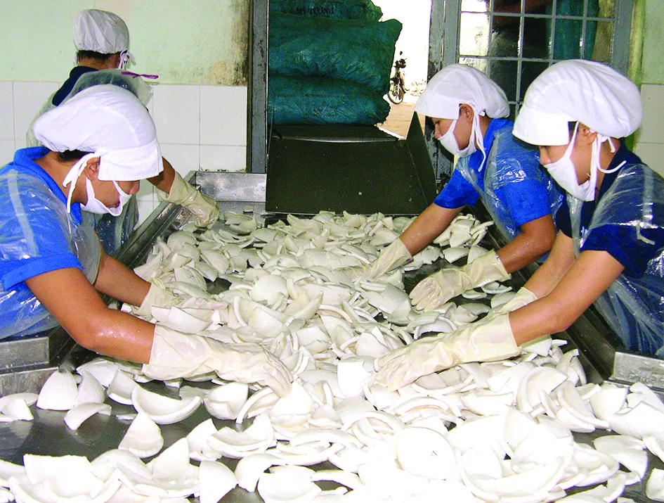 Không gian dừa ảnh 3