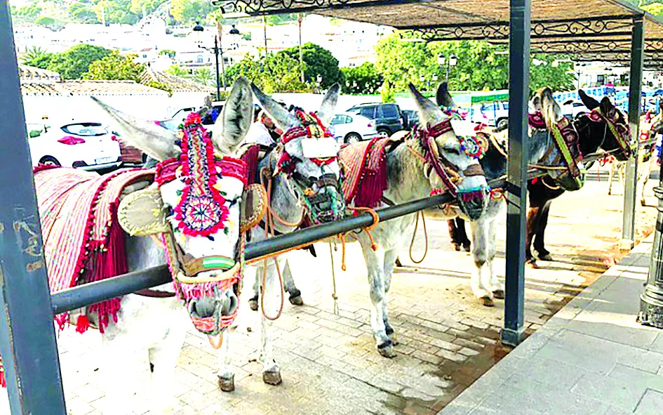 Phúc lợi cho động vật ảnh 1