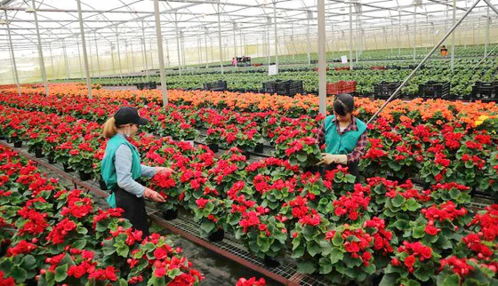 Trồng hoa công nghệ cao ở Lâm Đồng