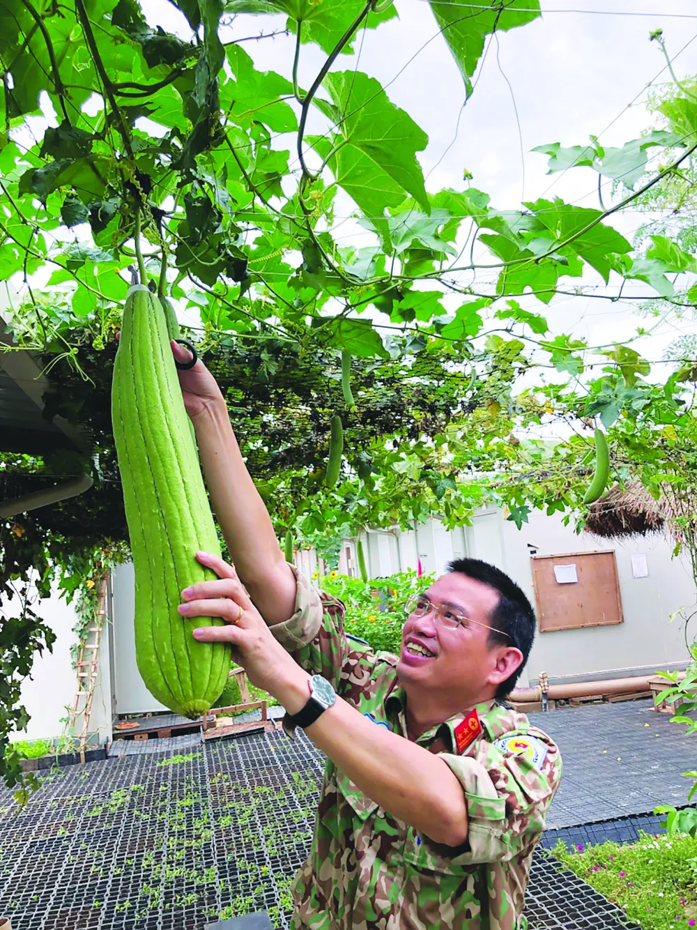 Vườn rau xanh trên cát trắng Nam Sudan ảnh 2