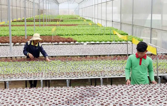 Bình Phước tập trung phát triển nông nghiệp ứng dụng công nghệ cao