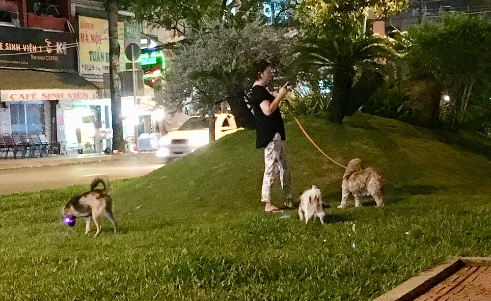 Chó vẫn thả rông nơi công cộng ảnh 1