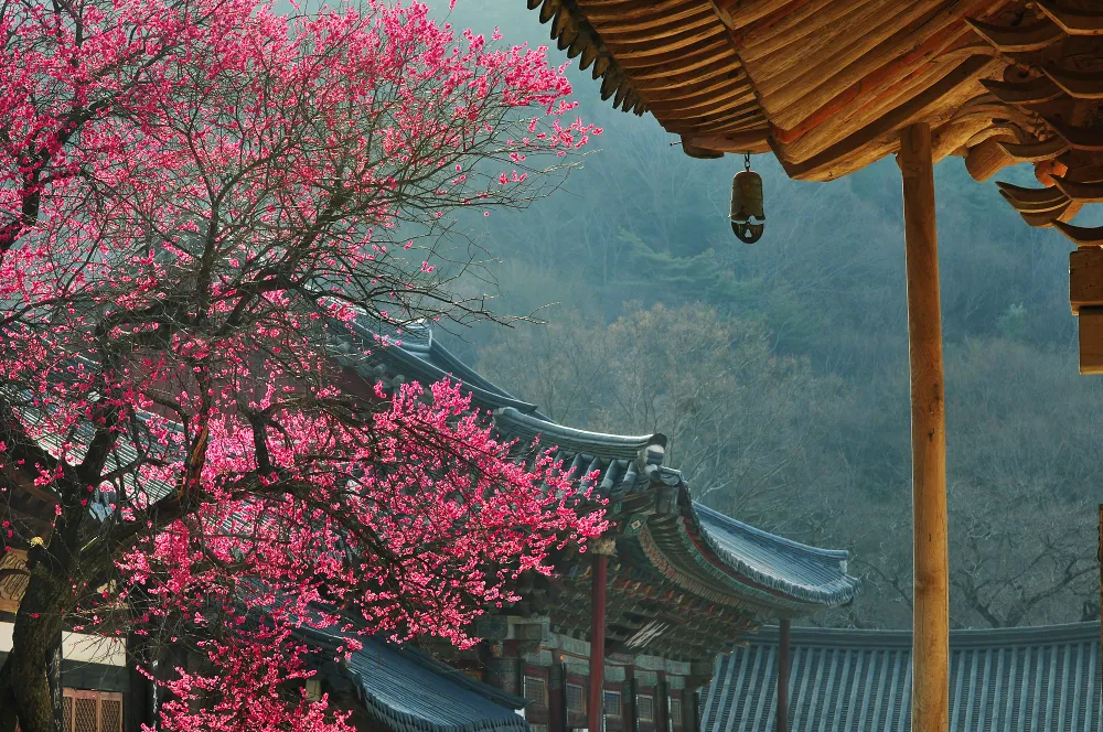 KTO tổ chức cuộc thi “Relive Your Korea Trip” với nhiều giải thưởng hấp dẫn ảnh 2