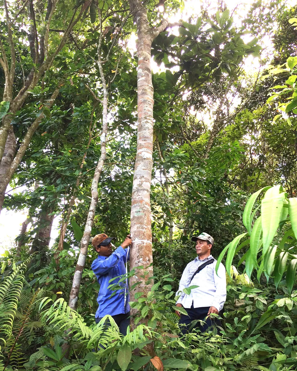 Đề xuất nhiều giải pháp cứu rừng ảnh 1