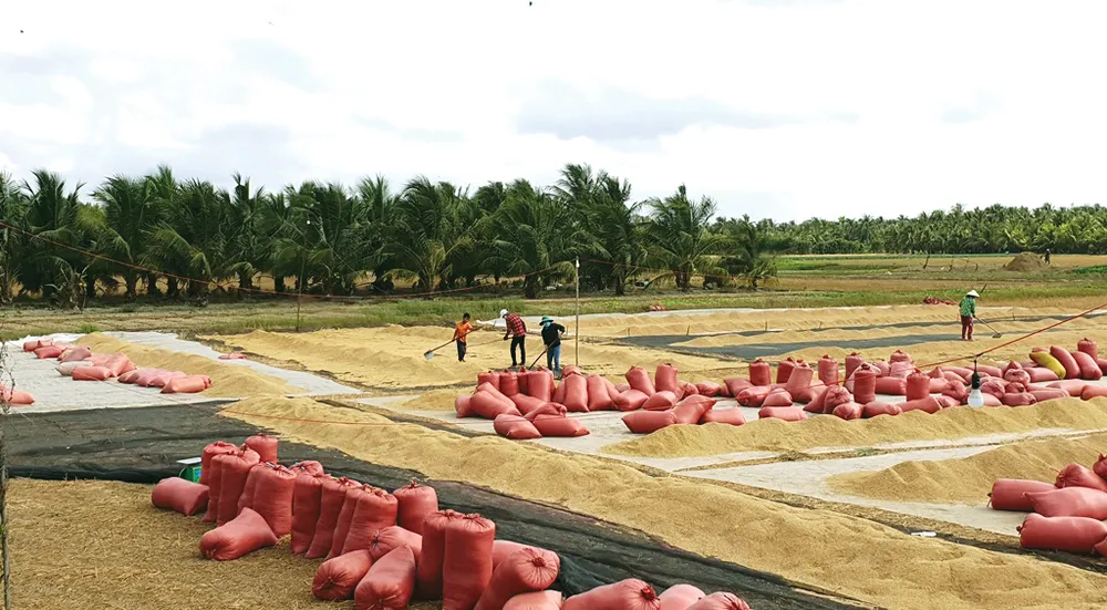 Kỳ vọng vụ lúa thu đông  ảnh 1