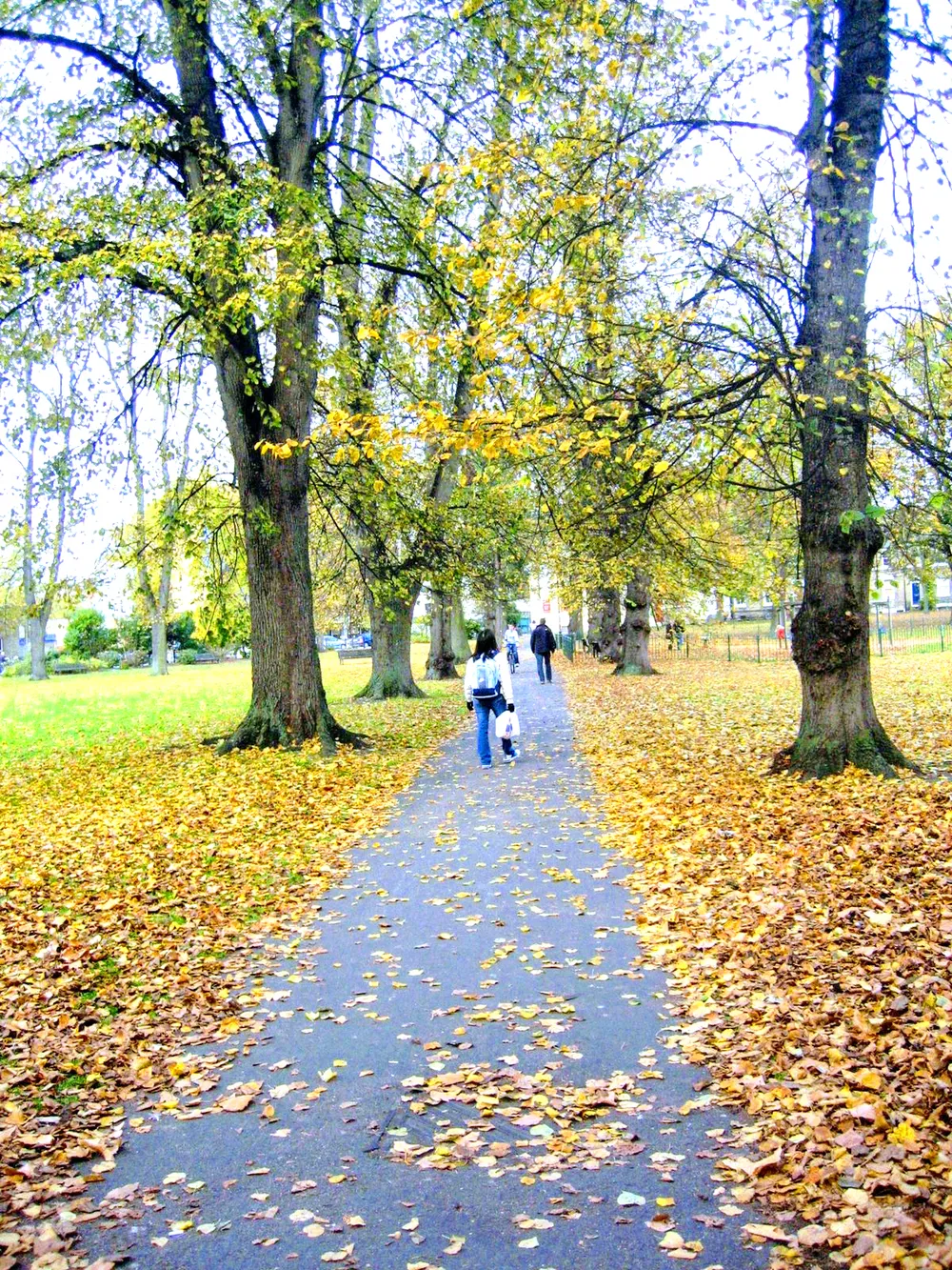 Bâng khuâng mùa thu ảnh 1