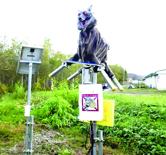 Robot sói phòng gấu hoang