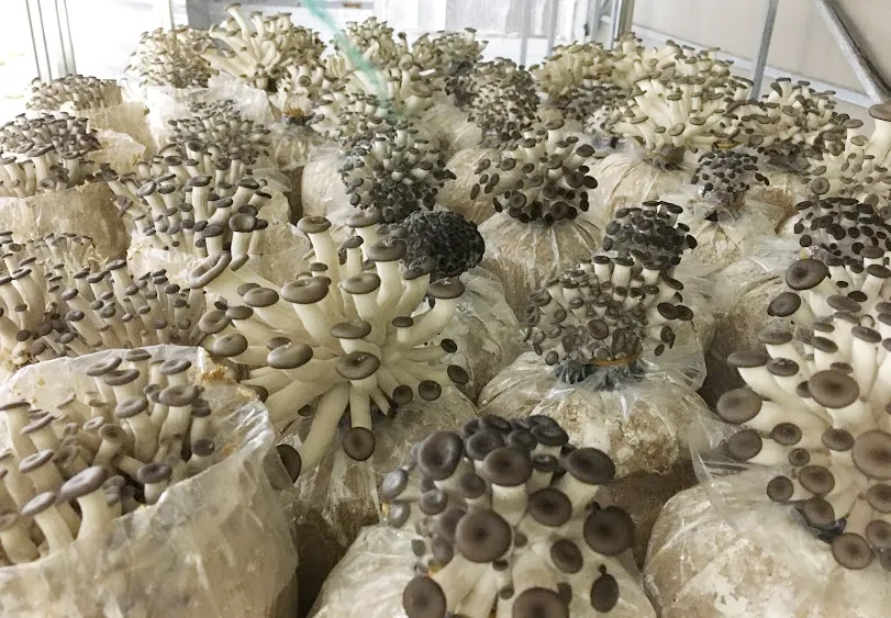 Chung kết cuộc thi “Đổi mới sáng tạo trong sản xuất nông nghiệp ứng dụng công nghệ cao 2020” ảnh 1