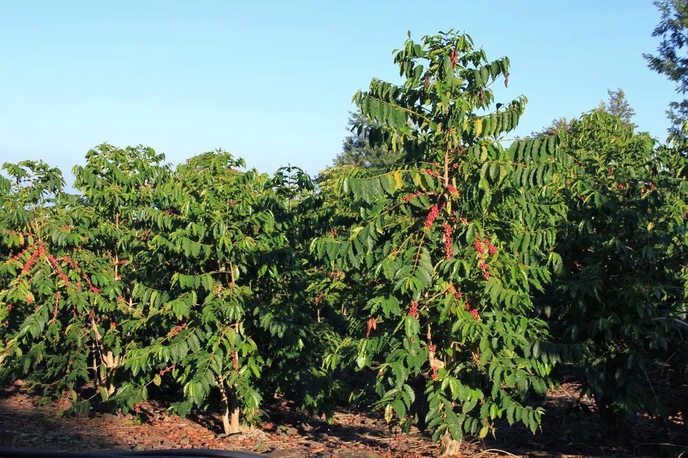 Phân bón Phú Mỹ ra mắt sản phẩm mới Đạm Phú Mỹ + KeBo  ​ ảnh 2