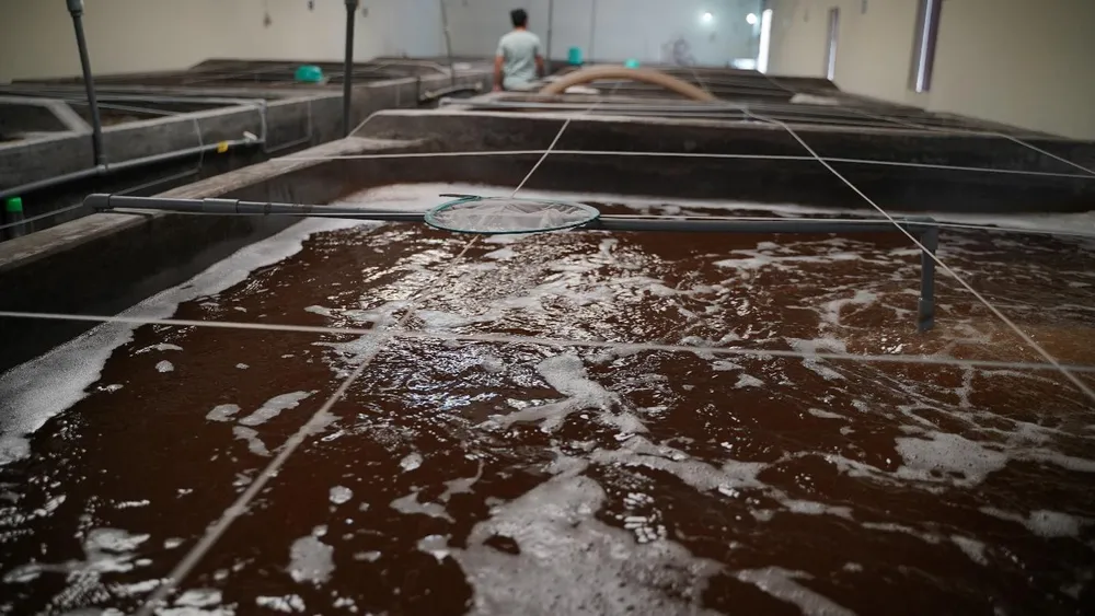 Nuôi đúng quy trình, tôm giống dòng tăng trưởng Grobest đạt 30 con/kg trong 90 ngày ảnh 1