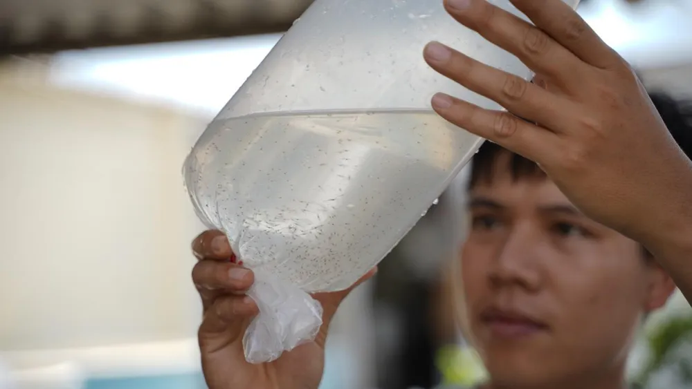 Nuôi đúng quy trình, tôm giống dòng tăng trưởng Grobest đạt 30 con/kg trong 90 ngày ảnh 3