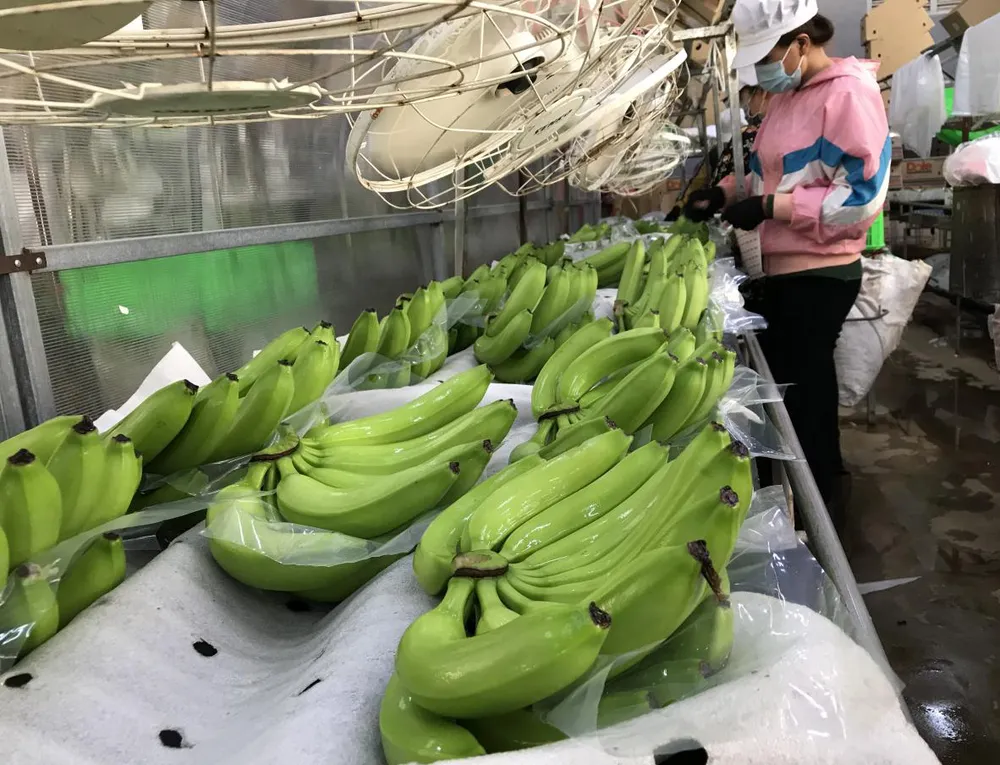 Giảm cao su, tăng diện tích cây trồng giá trị nhờ ứng dụng công nghệ cao  ảnh 2