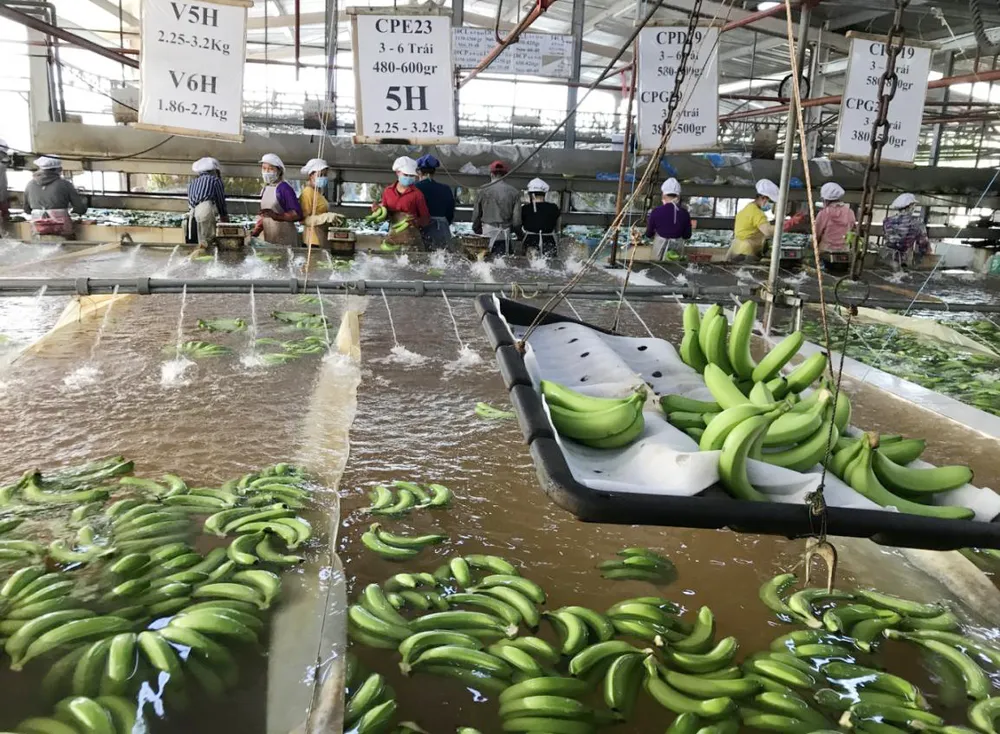 Giảm cao su, tăng diện tích cây trồng giá trị nhờ ứng dụng công nghệ cao  ảnh 1