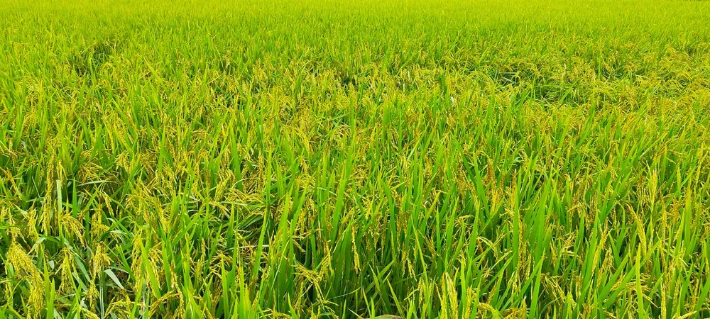 Lai tạo ra “hậu duệ” giống lúa Huyết Rồng vùng ĐBSCL ảnh 2