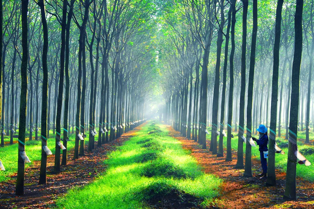 Nâng cao giá trị cây cao su  ​ ảnh 1