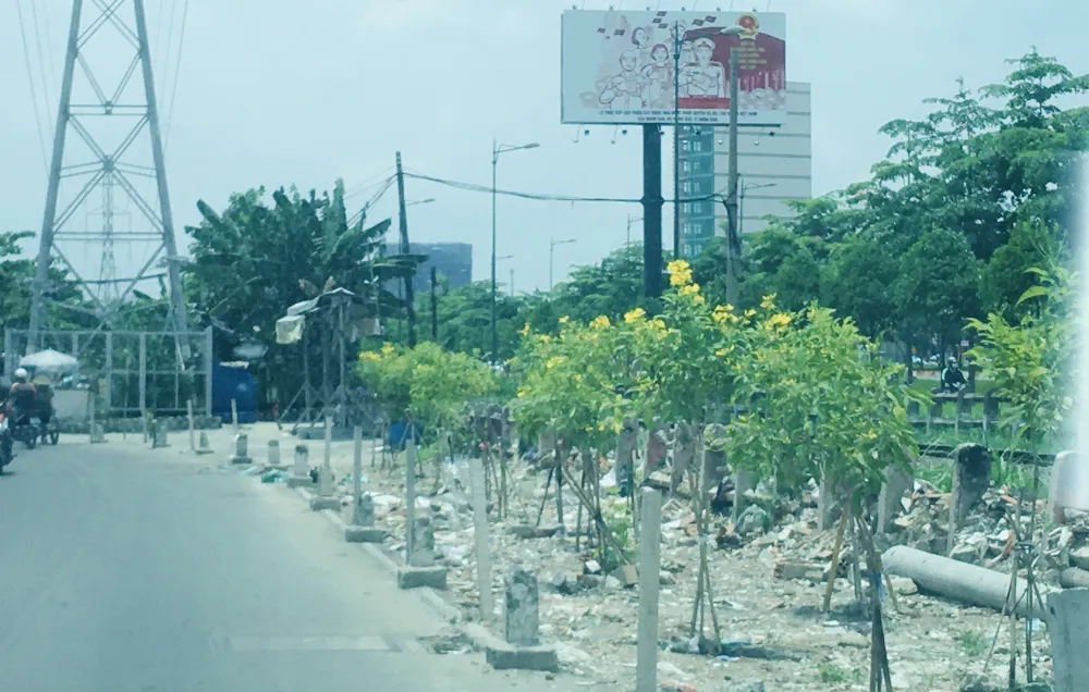 Bãi xà bần đã được thay bằng cây xanh ảnh 1