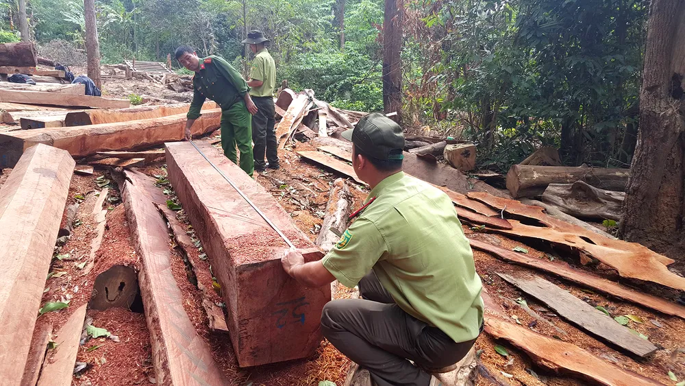 Tây Nguyên nỗ lực giữ rừng ảnh 1