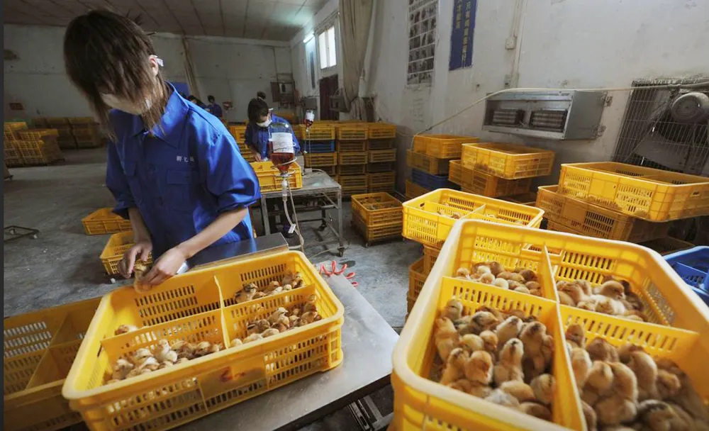 Công nhân tiêm vaccine cúm gia cầm H9 cho gà con tại một trang trại ở huyện Trường Phong, tỉnh An Huy, Trung Quốc, ngày 14-4-2013.Ảnh: REUTERS